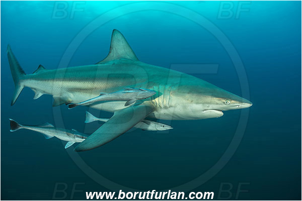 Aliwal shoal, Umkomaas, South Africa, Indian ocean, Carcharhinus limbatus, Carcharhinus, Carcharhinidae, Elasmobranchii, Oceanic blacktip shark, Shark, Echeneis naucrates, Echeneidae, Slender Suckerfish, Suckerfish, Fish