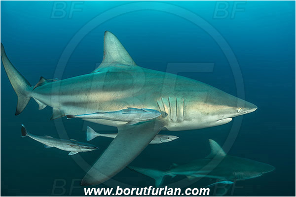 Aliwal shoal, Umkomaas, South Africa, Indian ocean, Carcharhinus limbatus, Carcharhinus, Carcharhinidae, Elasmobranchii, Oceanic blacktip shark, Shark, Echeneis naucrates, Echeneidae, Slender Suckerfish, Suckerfish, Fish