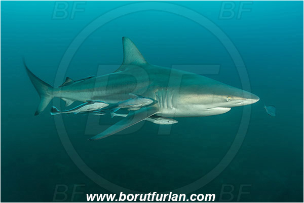 Aliwal shoal, Umkomaas, South Africa, Indian ocean, Carcharhinus limbatus, Carcharhinus, Carcharhinidae, Elasmobranchii, Oceanic blacktip shark, Shark, Echeneis naucrates, Echeneidae, Slender Suckerfish, Suckerfish, Fish