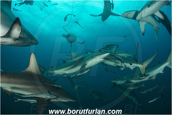 Aliwal shoal, Umkomaas, South Africa, Indian ocean, Carcharhinus limbatus, Carcharhinus, Carcharhinidae, Elasmobranchii, Oceanic blacktip shark, Shark, Fish, Shark school, Shark feeding