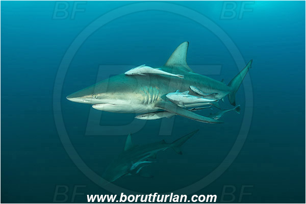 Aliwal shoal, Umkomaas, South Africa, Indian ocean, Carcharhinus limbatus, Carcharhinus, Carcharhinidae, Elasmobranchii, Oceanic blacktip shark, Shark, Echeneis naucrates, Echeneidae, Slender Suckerfish, Suckerfish, Fish
