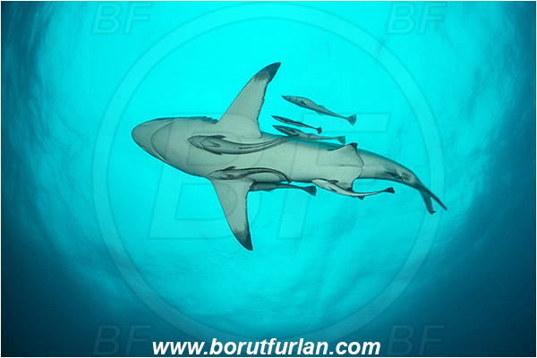 Aliwal shoal, Umkomaas, South Africa, Indian ocean, Carcharhinus limbatus, Carcharhinus, Carcharhinidae, Elasmobranchii, Oceanic blacktip shark, Shark, Echeneis naucrates, Echeneidae, Slender Suckerfish, Suckerfish, Fish