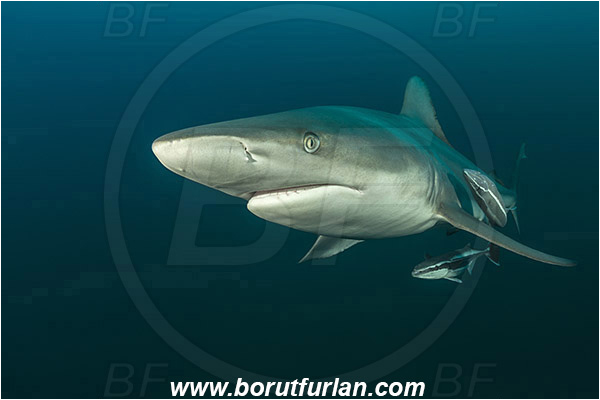 Aliwal shoal, Umkomaas, South Africa, Indian ocean, Carcharhinus limbatus, Carcharhinus, Carcharhinidae, Elasmobranchii, Oceanic blacktip shark, Shark, Echeneis naucrates, Echeneidae, Slender Suckerfish, Suckerfish, Fish, Portrait