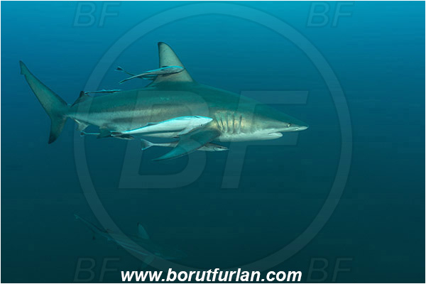 Aliwal shoal, Umkomaas, South Africa, Indian ocean, Carcharhinus limbatus, Carcharhinus, Carcharhinidae, Elasmobranchii, Oceanic blacktip shark, Shark, Echeneis naucrates, Echeneidae, Slender Suckerfish, Suckerfish, Fish