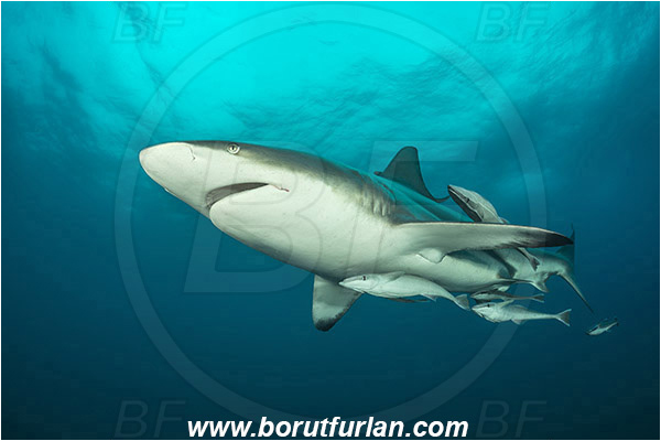 Aliwal shoal, Umkomaas, South Africa, Indian ocean, Carcharhinus limbatus, Carcharhinus, Carcharhinidae, Elasmobranchii, Oceanic blacktip shark, Shark, Echeneis naucrates, Echeneidae, Slender Suckerfish, Suckerfish, Fish