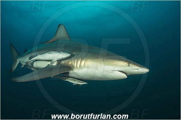 Aliwal shoal, Umkomaas, South Africa, Indian ocean, Carcharhinus limbatus, Carcharhinus, Carcharhinidae, Elasmobranchii, Oceanic blacktip shark, Shark, Echeneis naucrates, Echeneidae, Slender Suckerfish, Suckerfish, Fish