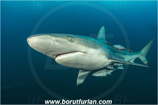 Aliwal shoal, Umkomaas, South Africa, Indian ocean, Carcharhinus limbatus, Carcharhinus, Carcharhinidae, Elasmobranchii, Oceanic blacktip shark, Shark, Fish, Portrait