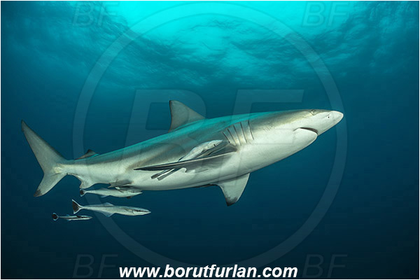 Aliwal shoal, Umkomaas, South Africa, Indian ocean, Carcharhinus limbatus, Carcharhinus, Carcharhinidae, Elasmobranchii, Oceanic blacktip shark, Shark, Echeneis naucrates, Echeneidae, Slender Suckerfish, Suckerfish, Fish