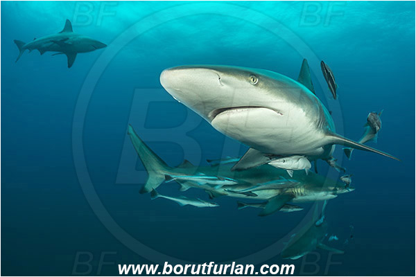 Aliwal shoal, Umkomaas, South Africa, Indian ocean, Carcharhinus limbatus, Carcharhinus, Carcharhinidae, Elasmobranchii, Oceanic blacktip shark, Shark, Fish, Portrait