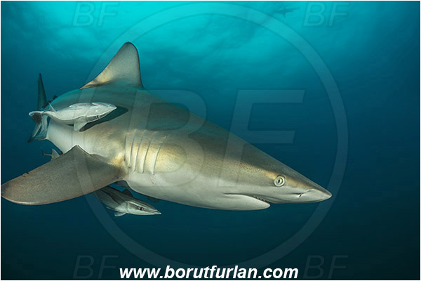 Aliwal shoal, Umkomaas, South Africa, Indian ocean, Carcharhinus limbatus, Carcharhinus, Carcharhinidae, Elasmobranchii, Oceanic blacktip shark, Shark, Echeneis naucrates, Echeneidae, Slender Suckerfish, Suckerfish, Fish, Portrait