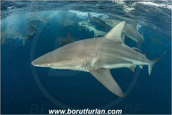 Aliwal shoal, Umkomaas, South Africa, Indian ocean, Carcharhinus limbatus, Carcharhinus, Carcharhinidae, Elasmobranchii, Oceanic blacktip shark, Shark, Fish, Shark school, Surface