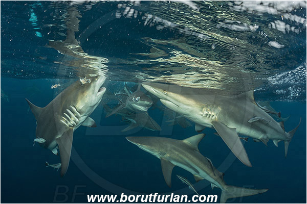 Aliwal shoal, Umkomaas, South Africa, Indian ocean, Carcharhinus limbatus, Carcharhinus, Carcharhinidae, Elasmobranchii, Oceanic blacktip shark, Shark, Fish, Shark school, Surface, Feeding