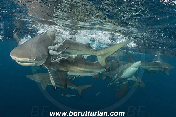 Aliwal shoal, Umkomaas, South Africa, Indian ocean, Carcharhinus limbatus, Carcharhinus, Carcharhinidae, Elasmobranchii, Oceanic blacktip shark, Shark, Fish, Shark school, Surface, Portrait