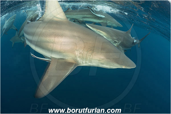 Aliwal shoal, Umkomaas, South Africa, Indian ocean, Carcharhinus limbatus, Carcharhinus, Carcharhinidae, Elasmobranchii, Oceanic blacktip shark, Shark, Fish, Shark school, Surface
