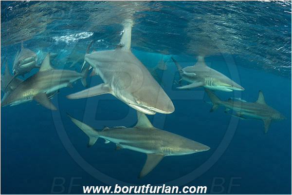 Aliwal shoal, Umkomaas, South Africa, Indian ocean, Carcharhinus limbatus, Carcharhinus, Carcharhinidae, Elasmobranchii, Oceanic blacktip shark, Shark, Fish, Shark school, Surface