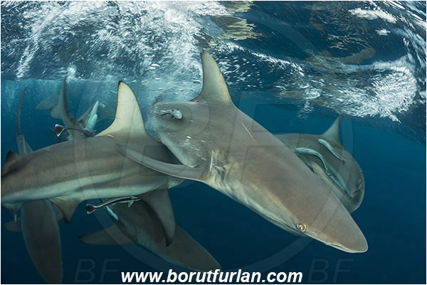 Aliwal shoal, Umkomaas, South Africa, Indian ocean, Carcharhinus limbatus, Carcharhinus, Carcharhinidae, Elasmobranchii, Oceanic blacktip shark, Shark, Fish, Shark school, Surface