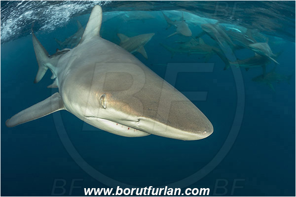 Aliwal shoal, Umkomaas, South Africa, Indian ocean, Carcharhinus limbatus, Carcharhinus, Carcharhinidae, Elasmobranchii, Oceanic blacktip shark, Shark, Fish, Shark school, Surface, Portrait