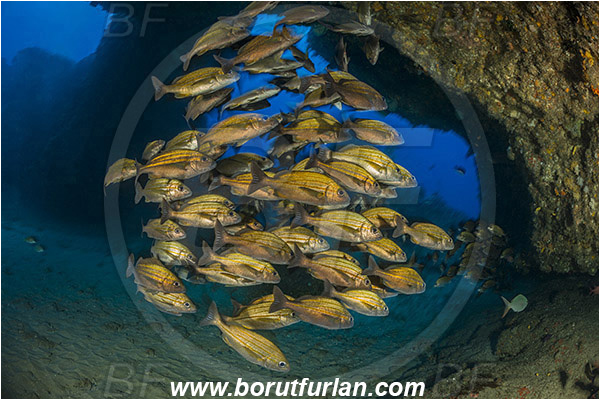 Aliwal shoal, Umkomaas, South Africa, Indian ocean, Pomadasys striatus, Pomadasys, Haemulidae, Striped grunter, Grunter, Fish, Fish school, Reef, Cave