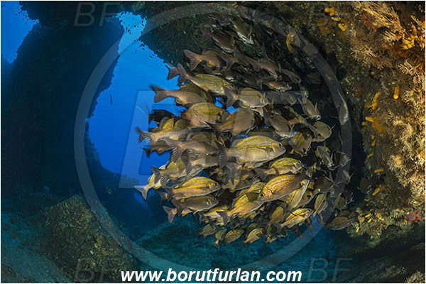 Aliwal shoal, Umkomaas, South Africa, Indian ocean, Pomadasys striatus, Pomadasys, Haemulidae, Striped grunter, Grunter, Fish, Fish school, Reef, Cave