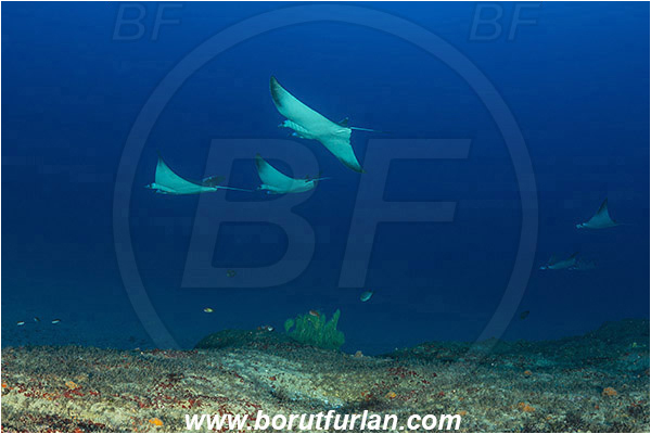 Aliwal shoal, Umkomaas, South Africa, Indian ocean, Mobula mobular, Mobula, Myliobatidae, Elasmobranchii, Devil ray, Ray, Devil fish, Fish, Fish school, Reef