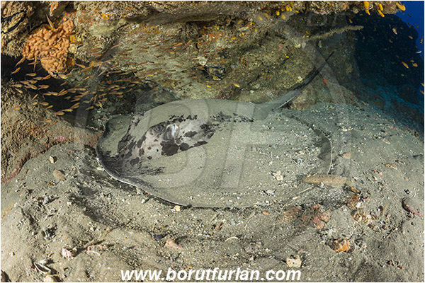 Aliwal shoal, Umkomaas, South Africa, Indian ocean, Taeniura meyeni, Taeniura, Dasyatidae, Elasmobranchii, Round ribbontail ray, Ray, Reef, Fish