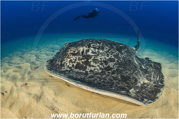 Aliwal shoal, Umkomaas, South Africa, Indian ocean, Taeniura meyeni, Taeniura, Dasyatidae, Elasmobranchii, Round ribbontail ray, Ray, Fish, Sand, Diver
