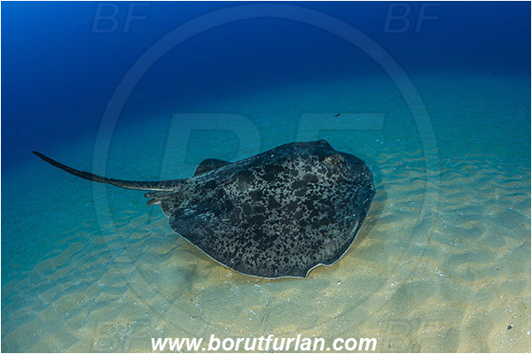 Aliwal shoal, Umkomaas, South Africa, Indian ocean, Taeniura meyeni, Taeniura, Dasyatidae, Elasmobranchii, Round ribbontail ray, Ray, Fish, Sand