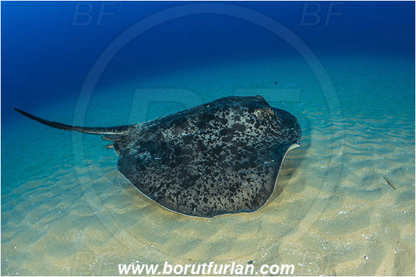 Aliwal shoal, Umkomaas, South Africa, Indian ocean, Taeniura meyeni, Taeniura, Dasyatidae, Elasmobranchii, Round ribbontail ray, Ray, Fish, Sand
