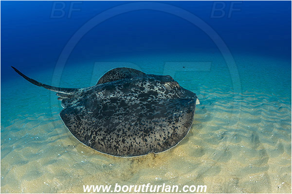 Aliwal shoal, Umkomaas, South Africa, Indian ocean, Taeniura meyeni, Taeniura, Dasyatidae, Elasmobranchii, Round ribbontail ray, Ray, Fish, Sand