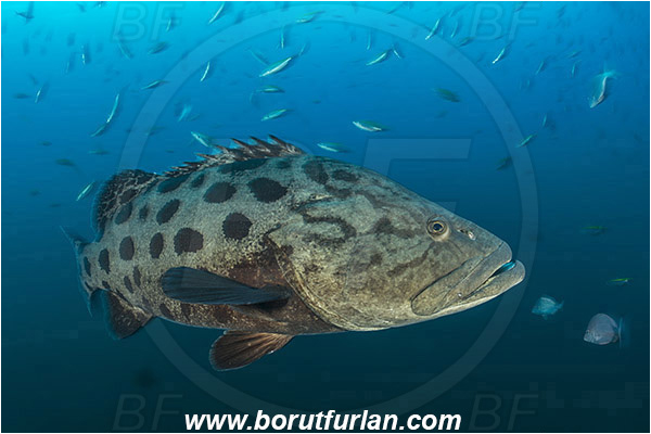 Aliwal shoal, Umkomaas, South Africa, Indian ocean, Epinephelus tukula, Epinephelus, Serranidae, Potato grouper, Grouper, Fish