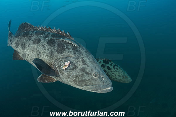 Aliwal shoal, Umkomaas, South Africa, Indian ocean, Epinephelus tukula, Epinephelus, Serranidae, Potato grouper, Grouper, Fish