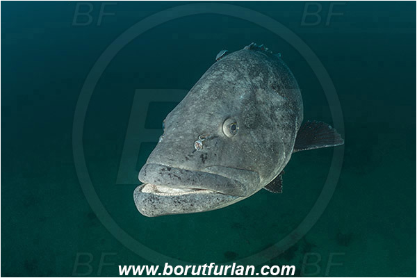 Aliwal shoal, Umkomaas, South Africa, Indian ocean, Epinephelus tukula, Epinephelus, Serranidae, Potato grouper, Grouper, Fish, Portrait
