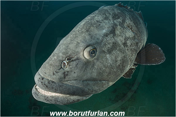 Aliwal shoal, Umkomaas, South Africa, Indian ocean, Epinephelus tukula, Epinephelus, Serranidae, Potato grouper, Grouper, Fish, Portrait