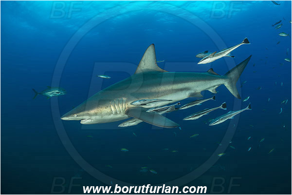 Aliwal shoal, Umkomaas, South Africa, Indian ocean, Carcharhinus limbatus, Carcharhinus, Carcharhinidae, Elasmobranchii, Oceanic blacktip shark, Shark, Echeneis naucrates, Echeneidae, Slender Suckerfish, Suckerfish, Fish