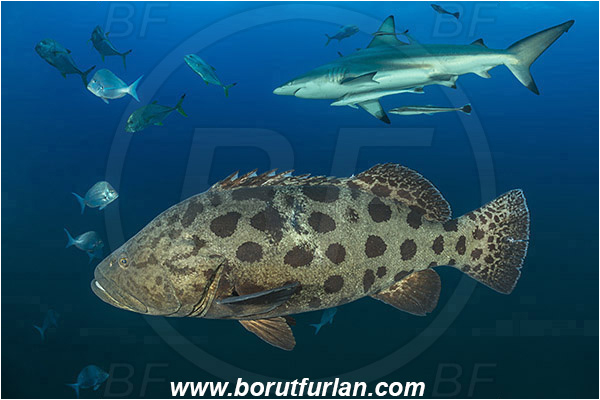 Aliwal shoal, Umkomaas, South Africa, Indian ocean, Carcharhinus limbatus, Carcharhinus, Carcharhinidae, Elasmobranchii, Oceanic blacktip shark, Shark, Epinephelus tukula, Epinephelus, Serranidae, Potato grouper, Grouper, Fish