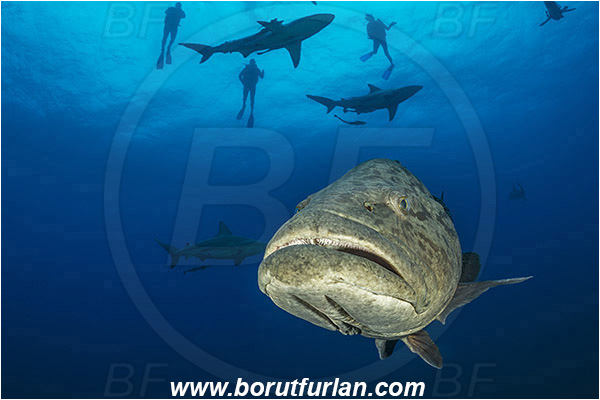 Aliwal shoal, Umkomaas, South Africa, Indian ocean, Epinephelus tukula, Epinephelus, Serranidae, Potato grouper, Grouper, Fish, Portrait, Diver, Divers, Shark