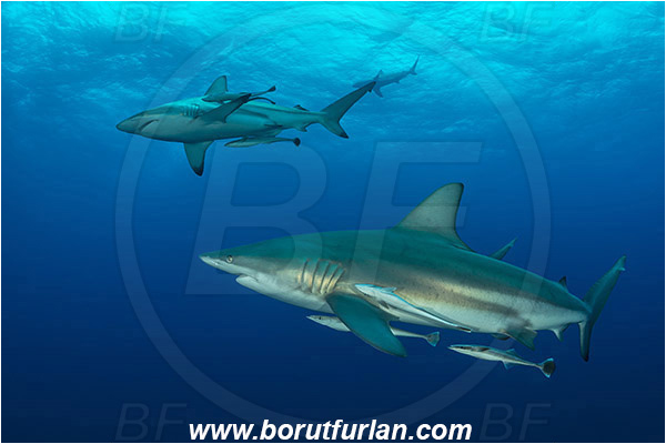 Aliwal shoal, Umkomaas, South Africa, Indian ocean, Carcharhinus limbatus, Carcharhinus, Carcharhinidae, Elasmobranchii, Oceanic blacktip shark, Shark, Echeneis naucrates, Echeneidae, Slender Suckerfish, Suckerfish, Fish