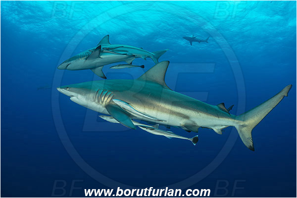 Aliwal shoal, Umkomaas, South Africa, Indian ocean, Carcharhinus limbatus, Carcharhinus, Carcharhinidae, Elasmobranchii, Oceanic blacktip shark, Shark, Fish
