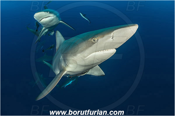 Aliwal shoal, Umkomaas, South Africa, Indian ocean, Carcharhinus limbatus, Carcharhinus, Carcharhinidae, Elasmobranchii, Oceanic blacktip shark, Shark, Fish, Portrait