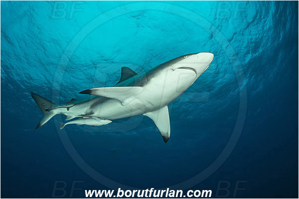 Aliwal shoal, Umkomaas, South Africa, Indian ocean, Carcharhinus limbatus, Carcharhinus, Carcharhinidae, Elasmobranchii, Oceanic blacktip shark, Shark, Fish