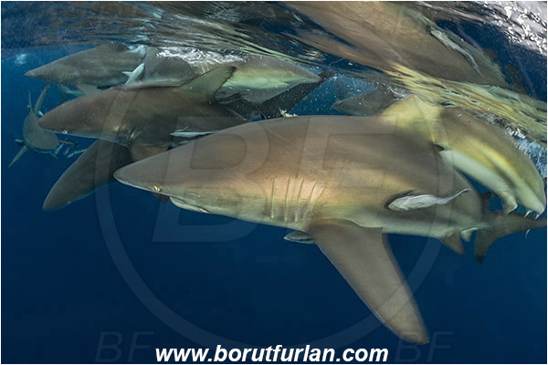 Aliwal shoal, Umkomaas, South Africa, Indian ocean, Carcharhinus limbatus, Carcharhinus, Carcharhinidae, Elasmobranchii, Oceanic blacktip shark, Shark, Fish, Shark school, Surface