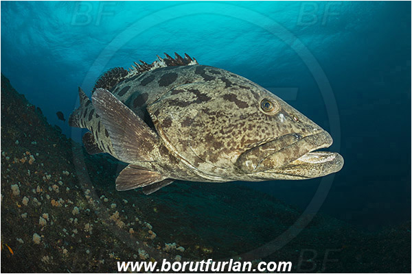 Aliwal shoal, Umkomaas, South Africa, Indian ocean, Epinephelus tukula, Epinephelus, Serranidae, Potato grouper, Grouper, Fish, Reef