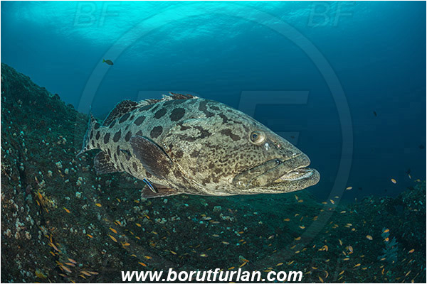 Aliwal shoal, Umkomaas, South Africa, Indian ocean, Epinephelus tukula, Epinephelus, Serranidae, Potato grouper, Grouper, Fish, Reef
