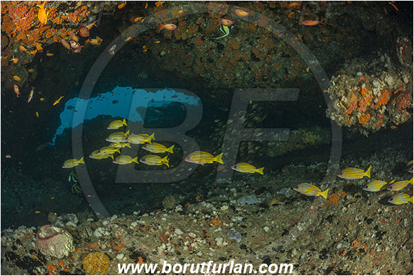 Aliwal shoal, Umkomaas, South Africa, Indian ocean, Lutjanus kasmira, Lutjanus, Lutjanidae, Bluestripe snapper, Snapper, Fish, Fish school