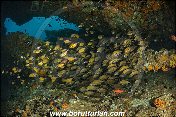 Aliwal shoal, Umkomaas, South Africa, Indian ocean, Pomadasys striatus, Pomadasys, Haemulidae, Striped grunter, Grunter, Pempheris adusta, Pempheris, Pempheridae, Dusky sweeper, Sweeper, Fish, Fish school, Reef, Cave