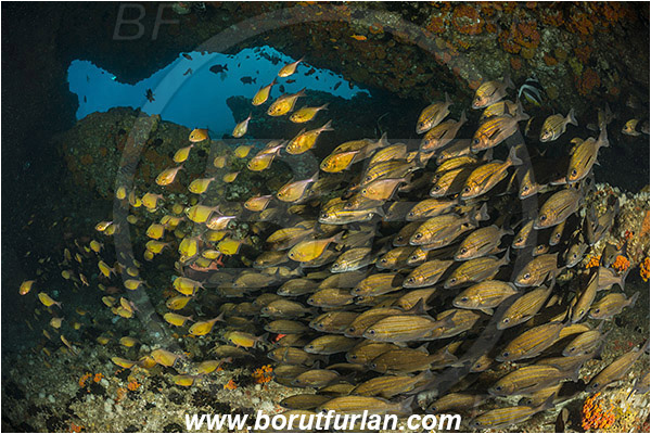 Aliwal shoal, Umkomaas, South Africa, Indian ocean, Pomadasys striatus, Pomadasys, Haemulidae, Striped grunter, Grunter, Pempheris adusta, Pempheris, Pempheridae, Dusky sweeper, Sweeper, Fish, Fish school, Reef, Cave