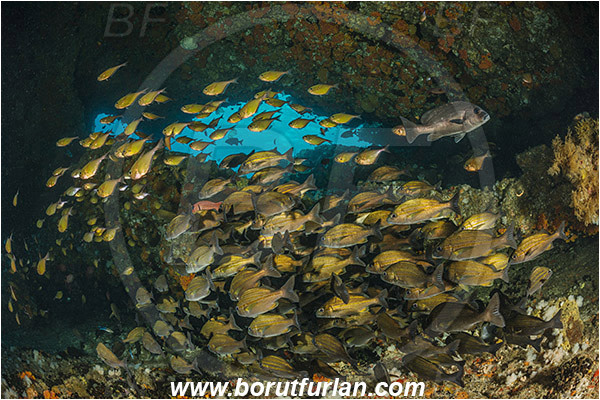 Aliwal shoal, Umkomaas, South Africa, Indian ocean, Pomadasys striatus, Pomadasys, Haemulidae, Striped grunter, Grunter, Pempheris adusta, Pempheris, Pempheridae, Dusky sweeper, Sweeper, Fish, Fish school, Reef, Cave