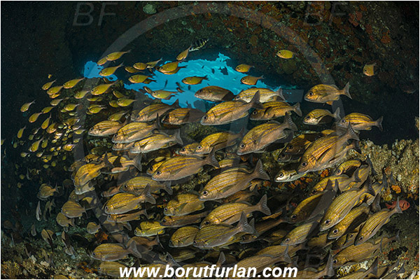 Aliwal shoal, Umkomaas, South Africa, Indian ocean, Pomadasys striatus, Pomadasys, Haemulidae, Striped grunter, Grunter, Pempheris adusta, Pempheris, Pempheridae, Dusky sweeper, Sweeper, Fish, Fish school, Reef, Cave