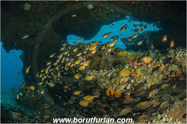 Aliwal shoal, Umkomaas, South Africa, Indian ocean, Pomadasys striatus, Pomadasys, Haemulidae, Striped grunter, Grunter, Pempheris adusta, Pempheris, Pempheridae, Dusky sweeper, Sweeper, Fish, Fish school, Reef, Cave