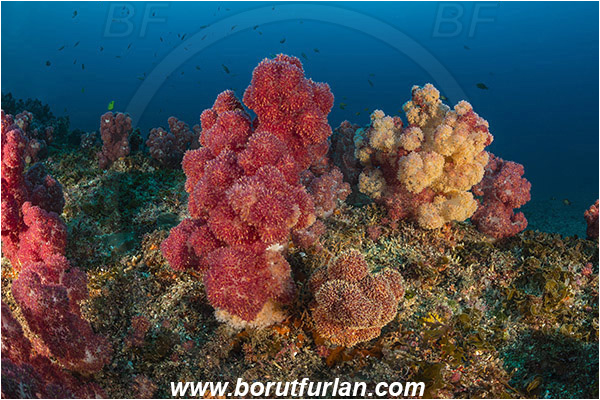 Aliwal shoal, Umkomaas, South Africa, Indian ocean, Dendronephthya sp., Dendronephthya, Nephtheidae, Soft coral, Coral, Anthozoa, Cnidaria, Cnidarian, Reef